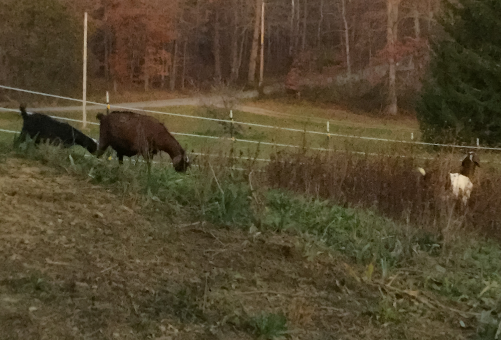 Mabel, Peppy and Doodles cleaning up the Fall garden.